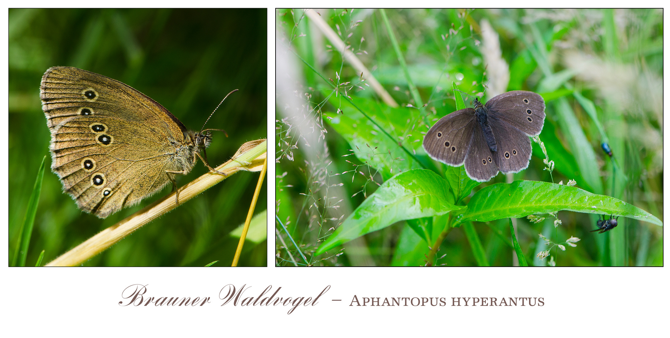 Der Braune Waldvogel (Aphantopus hyperantus) tritt zur Zeit . . .