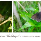 Der Braune Waldvogel (Aphantopus hyperantus) tritt zur Zeit . . .