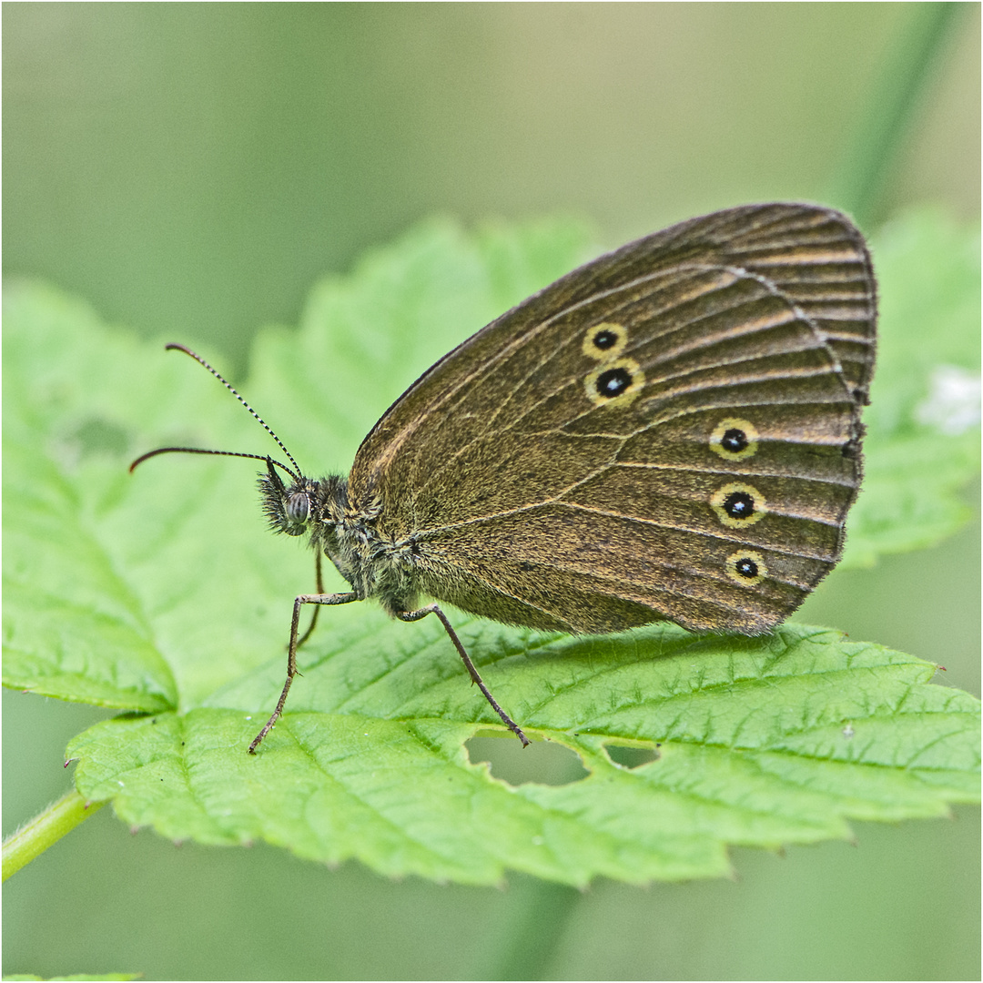 Der Braune Waldvogel (Aphantopus hyperantus) wird auch . . .