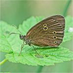 Der Braune Waldvogel (Aphantopus hyperantus) wird auch . . .