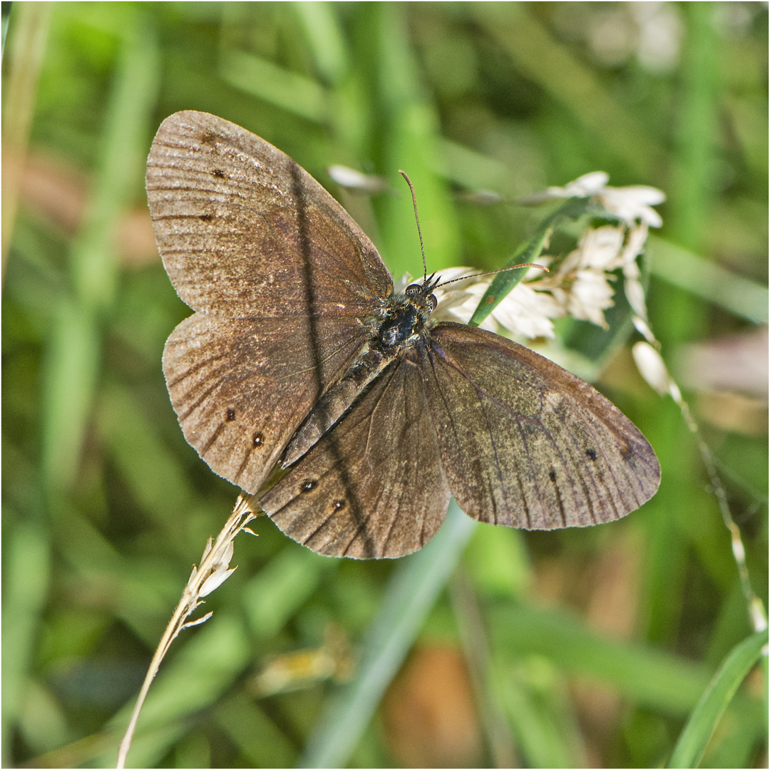 Der Braune Waldvogel (Aphantopus hyperantus) wird auch . . .