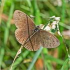 Der Braune Waldvogel (Aphantopus hyperantus) wird auch . . .