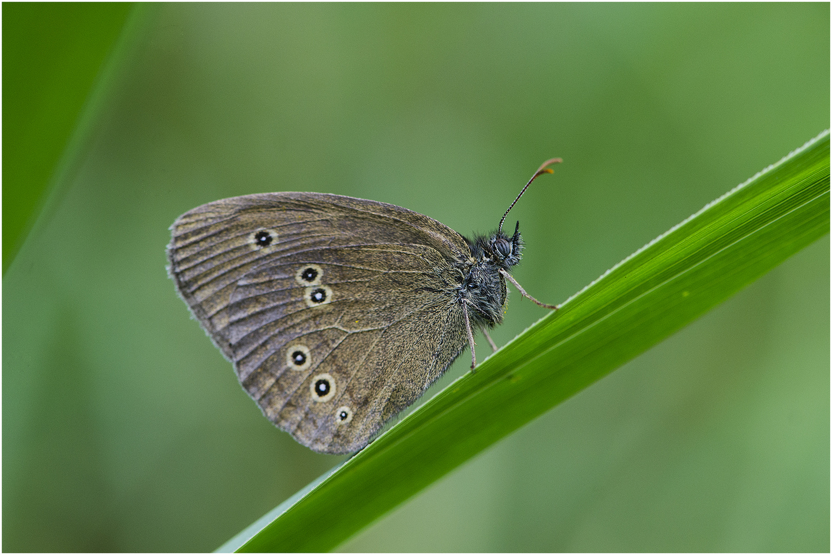 Der Braune Waldvogel (Aphantopus hyperantus) wird auch Schornsteinfeger . . .