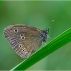 Der Braune Waldvogel (Aphantopus hyperantus) wird auch Schornsteinfeger . . .