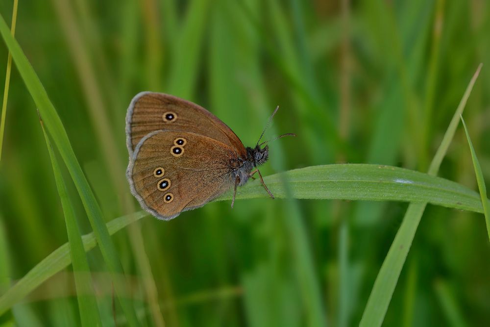 Der Braune Waldvogel 