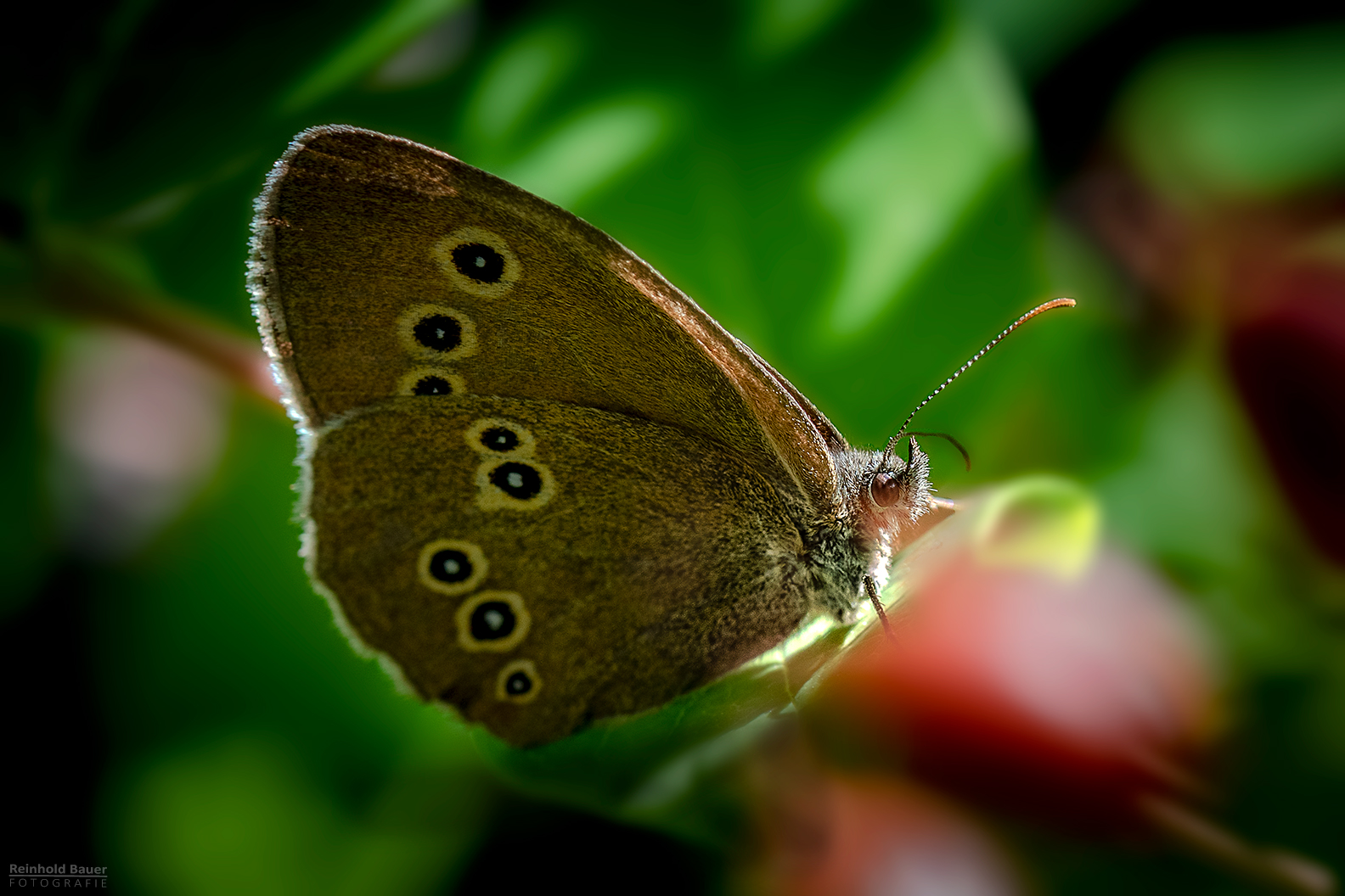 Der braune Waldvogel