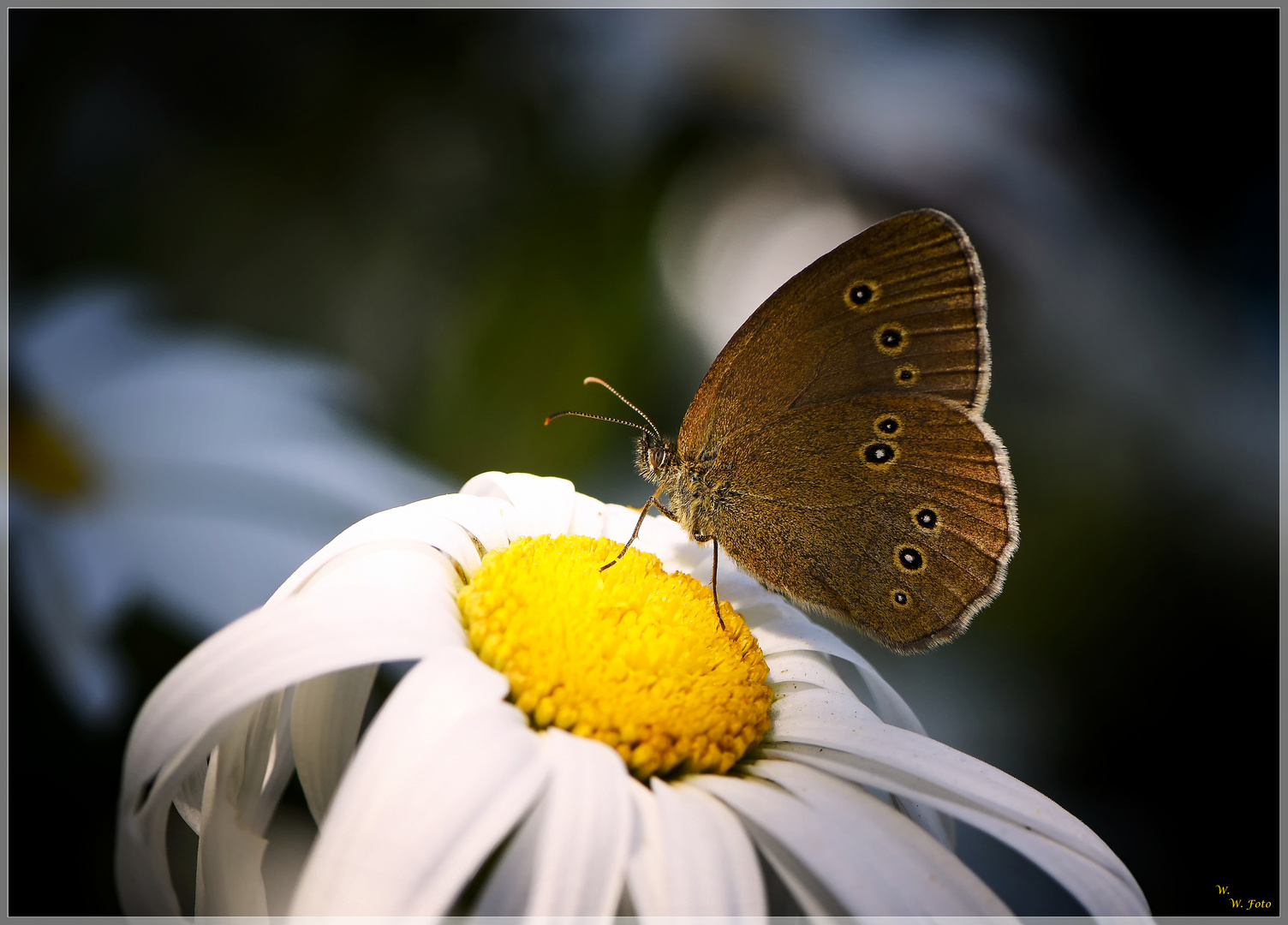 Der braune Waldvogel