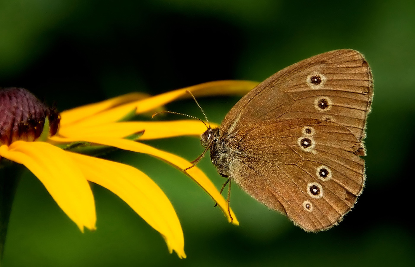 Der braune Waldvogel in meinem Garten,  ...