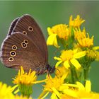 Der Braune Waldvogel / Schornsteinfeger