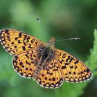 Der Braunfleckige Perlmuttfalter ( Boloria selene) oder Sumpfwiesen-Perlmutterfalter