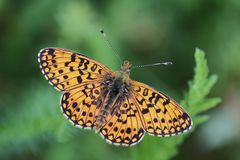 Der Braunfleckige Perlmuttfalter ( Boloria selene) oder Sumpfwiesen-Perlmutterfalter