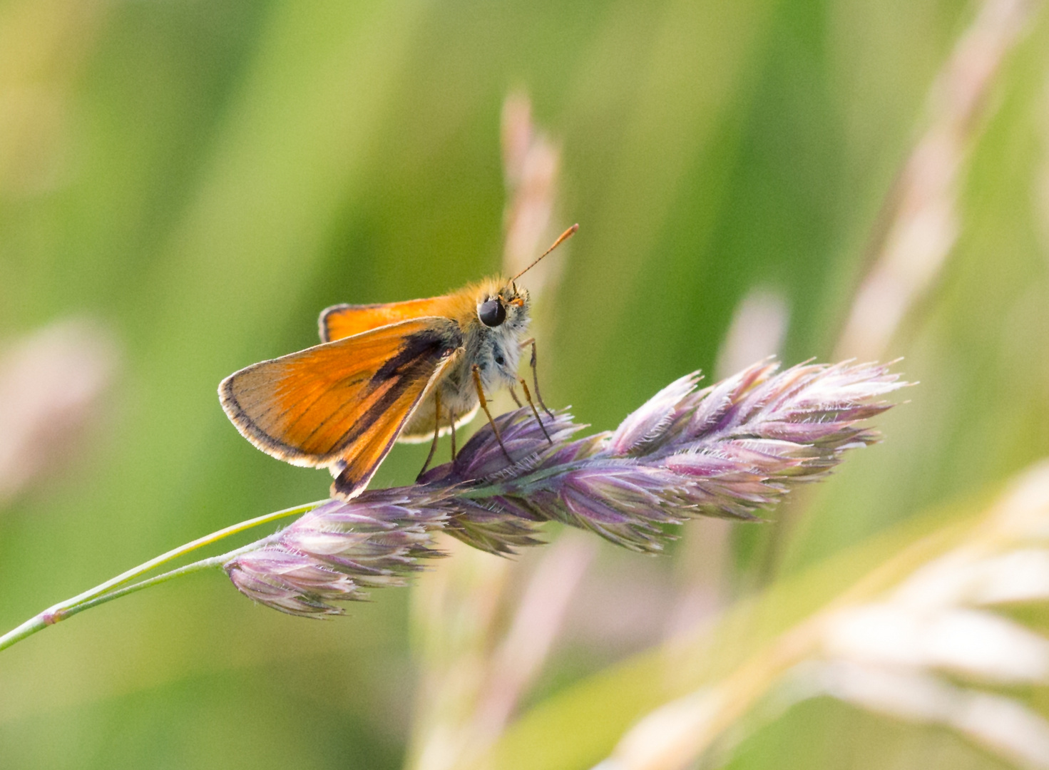  der Braunkolbige Braundickkopffalter, Thymelicus sylvestris.