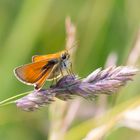  der Braunkolbige Braundickkopffalter, Thymelicus sylvestris.