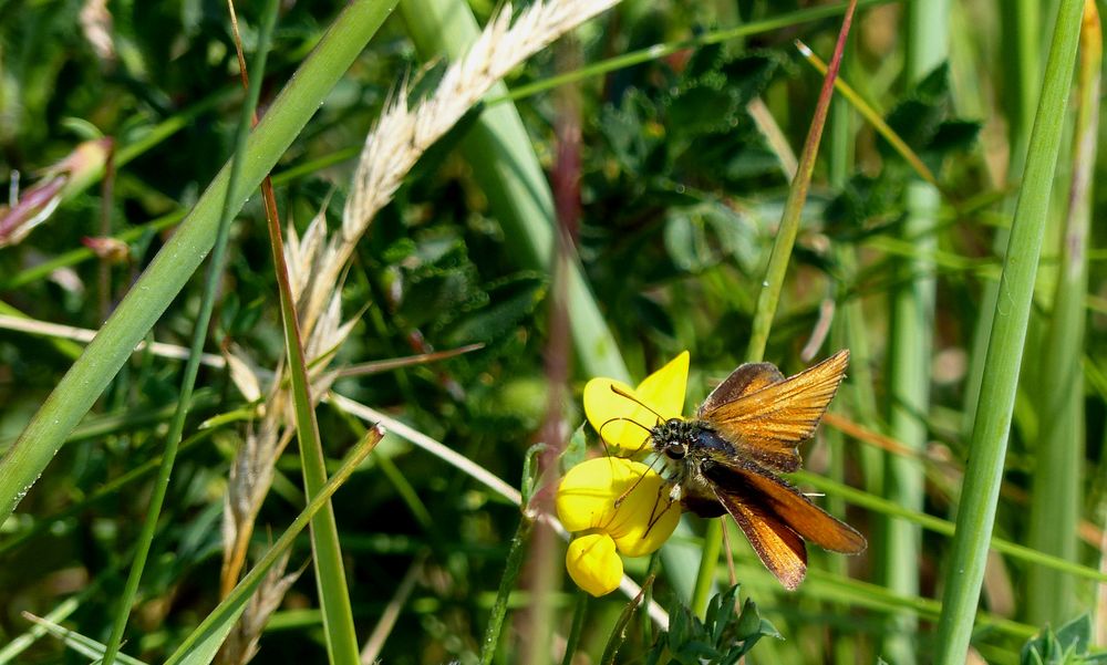 der "Braunkolbige- oder Ockergelbe Braun-Dickkopffalter" (Thymelicus sylvestris)...