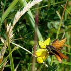 der "Braunkolbige- oder Ockergelbe Braun-Dickkopffalter" (Thymelicus sylvestris)...