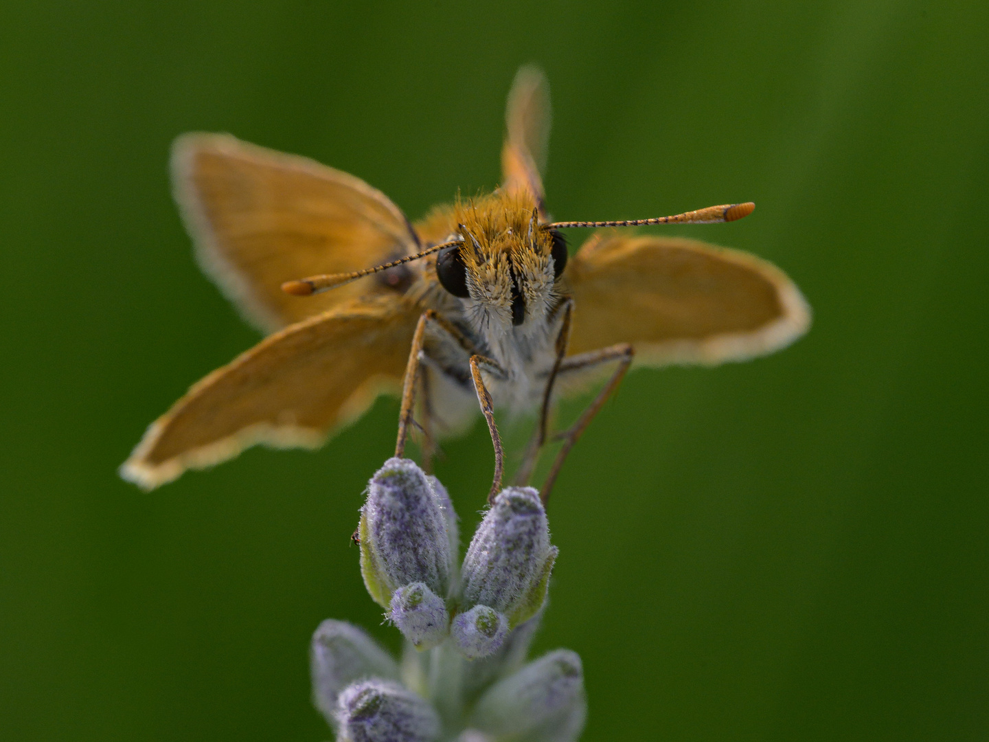 Der Braunkolbige- oder Ockergelbe Braun-Dickkopffalter (Thymelicus sylvestris)