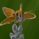 Der Braunkolbige- oder Ockergelbe Braun-Dickkopffalter (Thymelicus sylvestris)