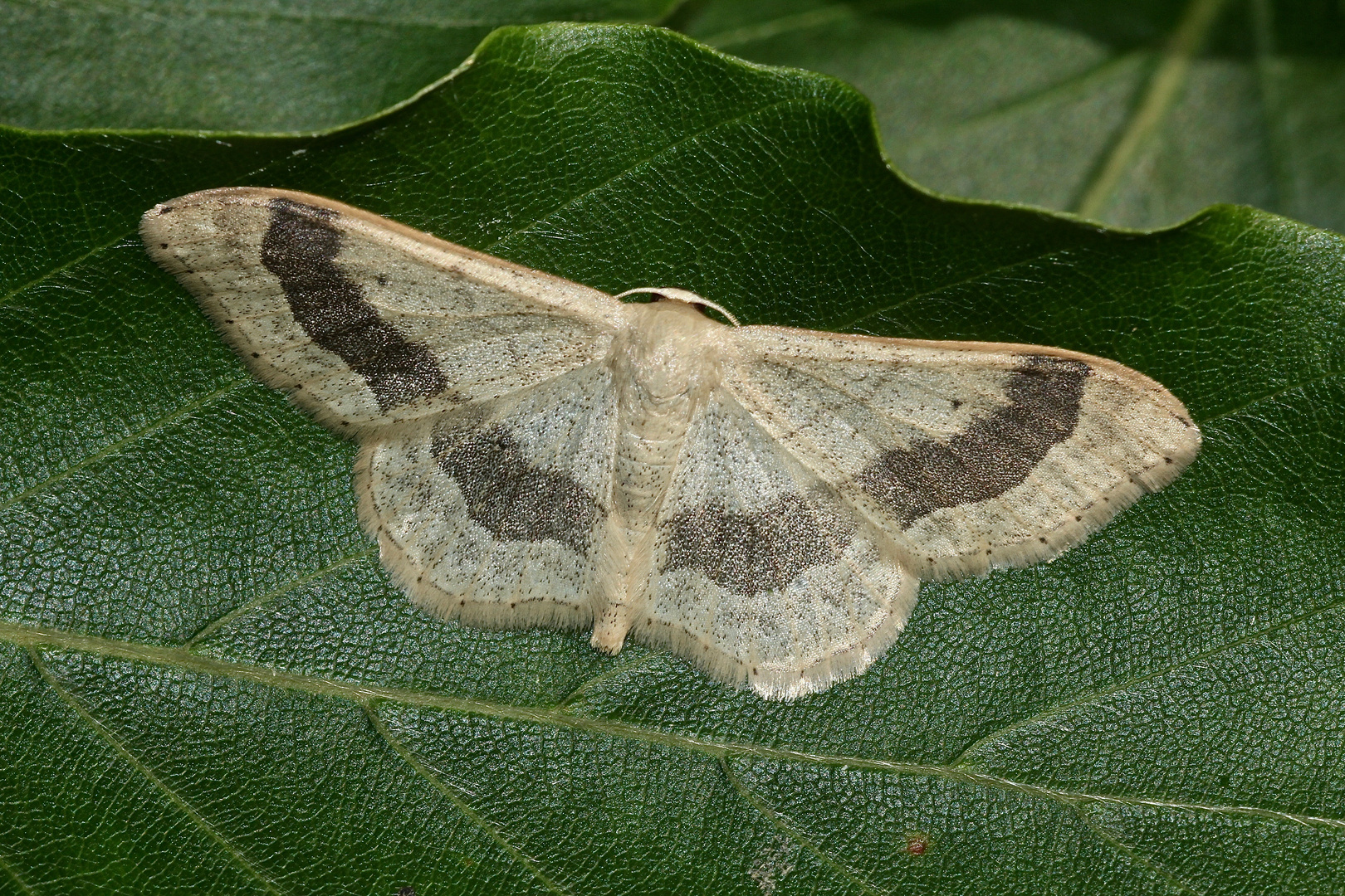 Der Breitgebänderte Staudenspanner (Idaea aversata)