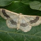 Der Breitgebänderte Staudenspanner (Idaea aversata)