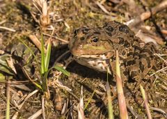 Der Breitmaulfrosch