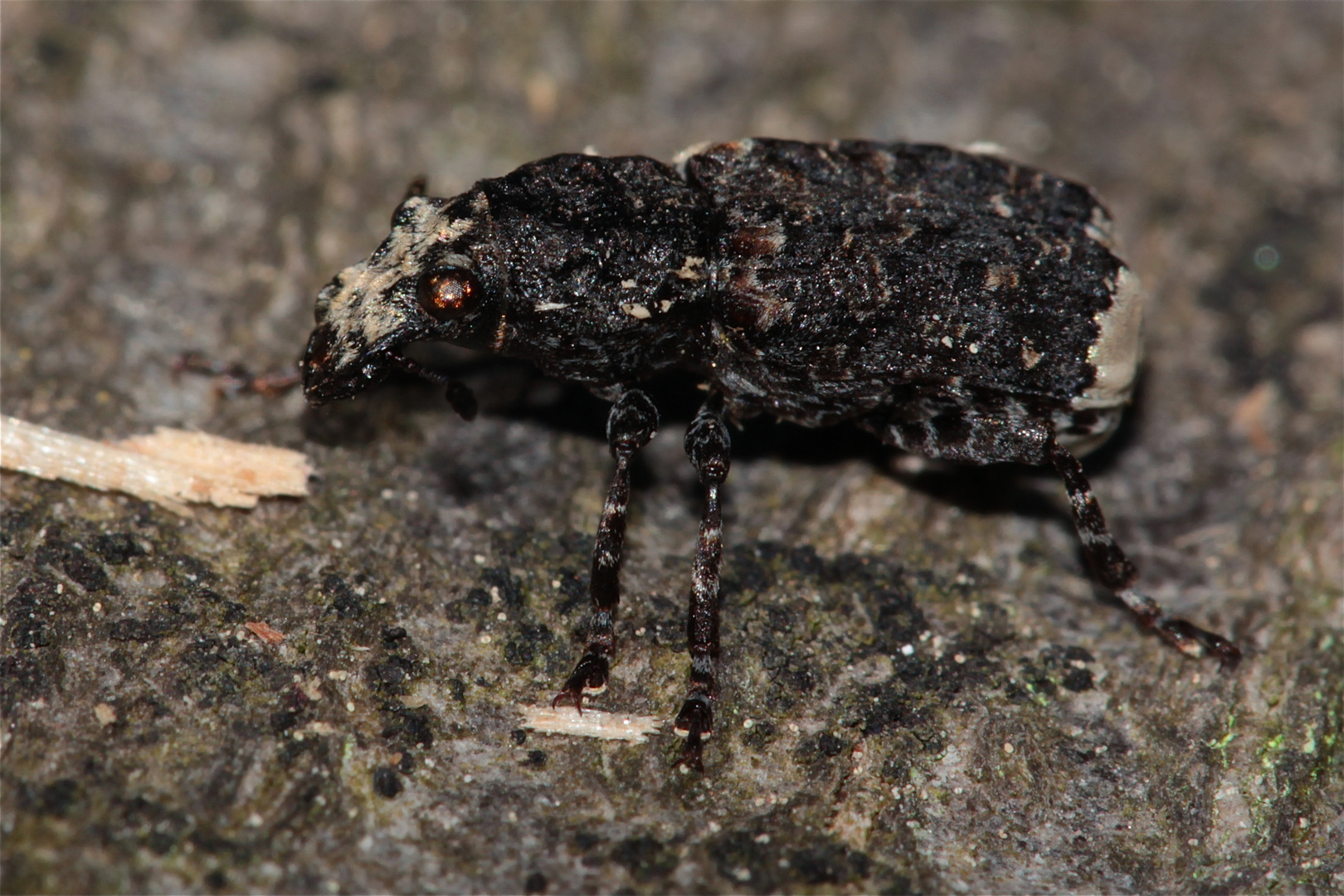 Der Breitrüßler PLATYRHINUS RESINOSUS auf gefälltem Buchenholz