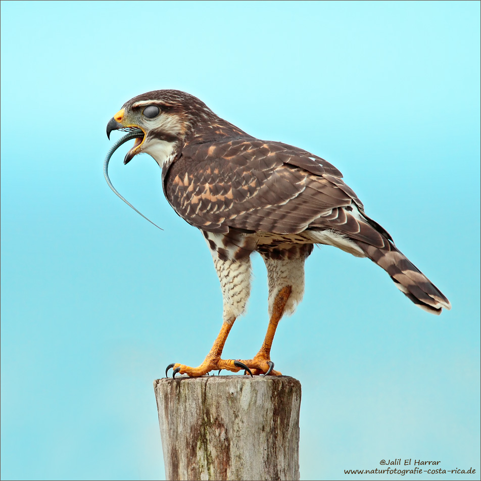 Der Breitschwingenbussard