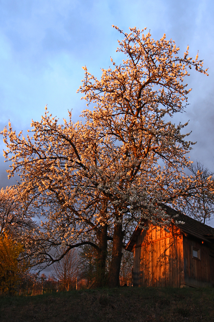 "Der brennende Busch"