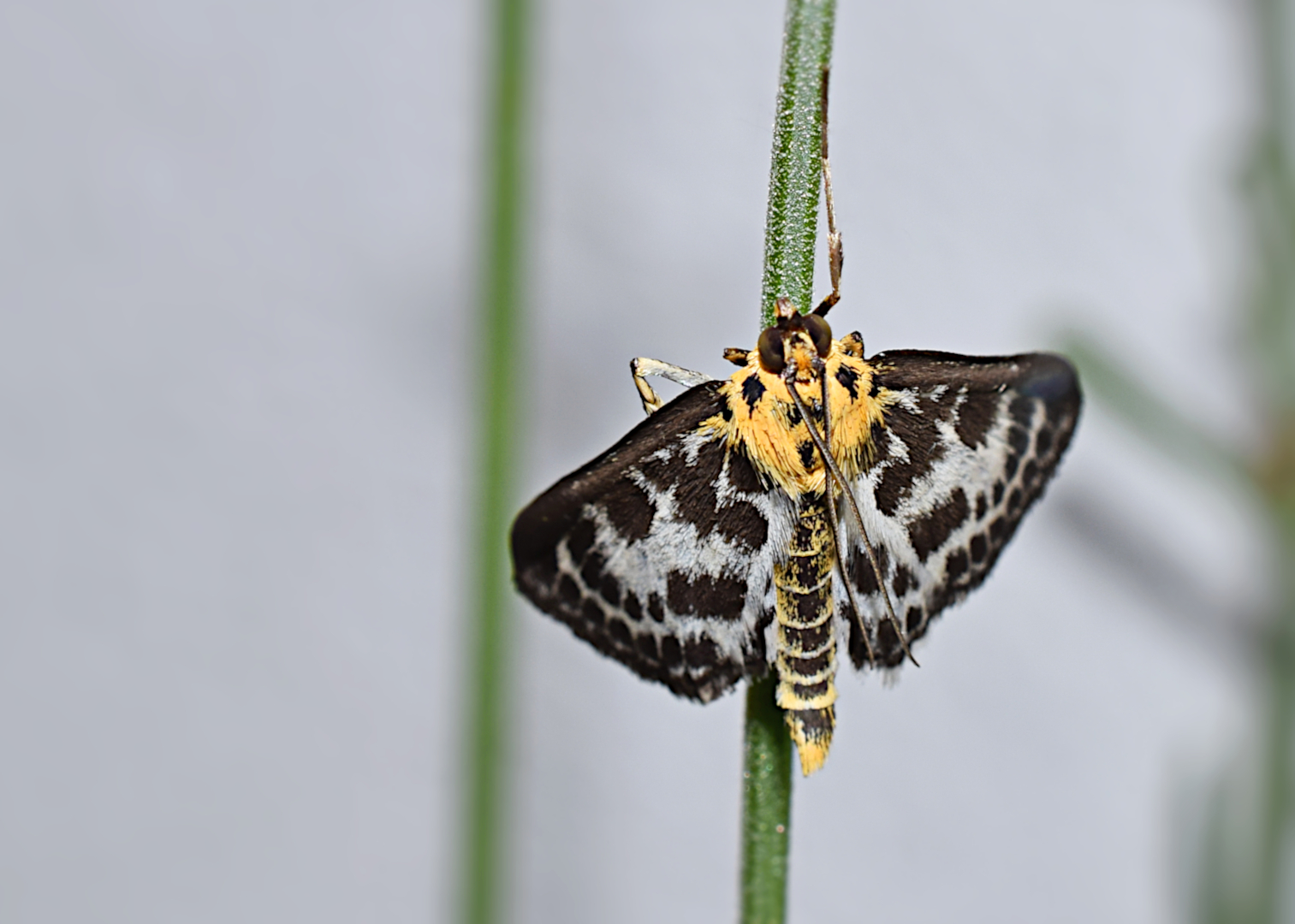 Der Brennnesselzünsler (Anania hortulata) ...