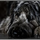 Der Briard