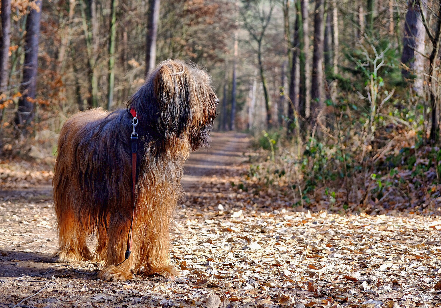 Der Briard und der Wald