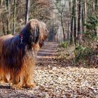 Der Briard und der Wald