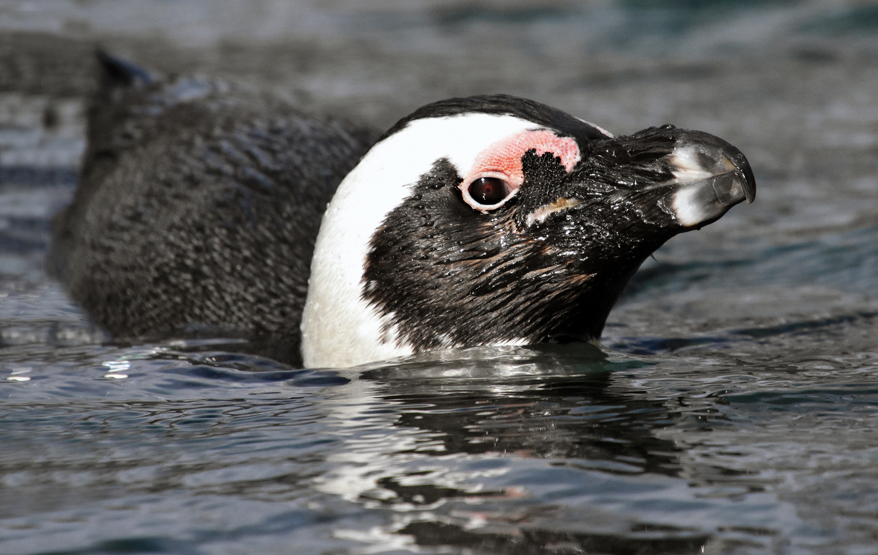 Der Brillenpinguin in seinem Element....