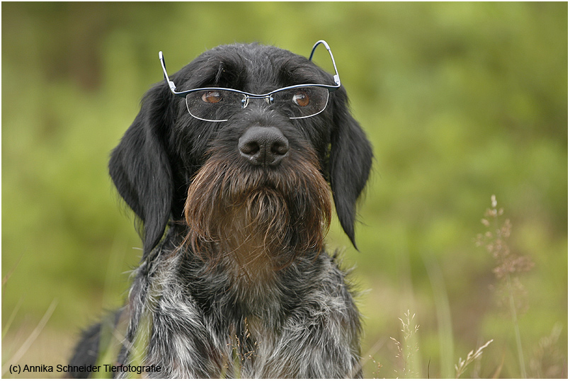 Der Brillentrager Foto Bild Tiere Haustiere Hunde Bilder Auf Fotocommunity