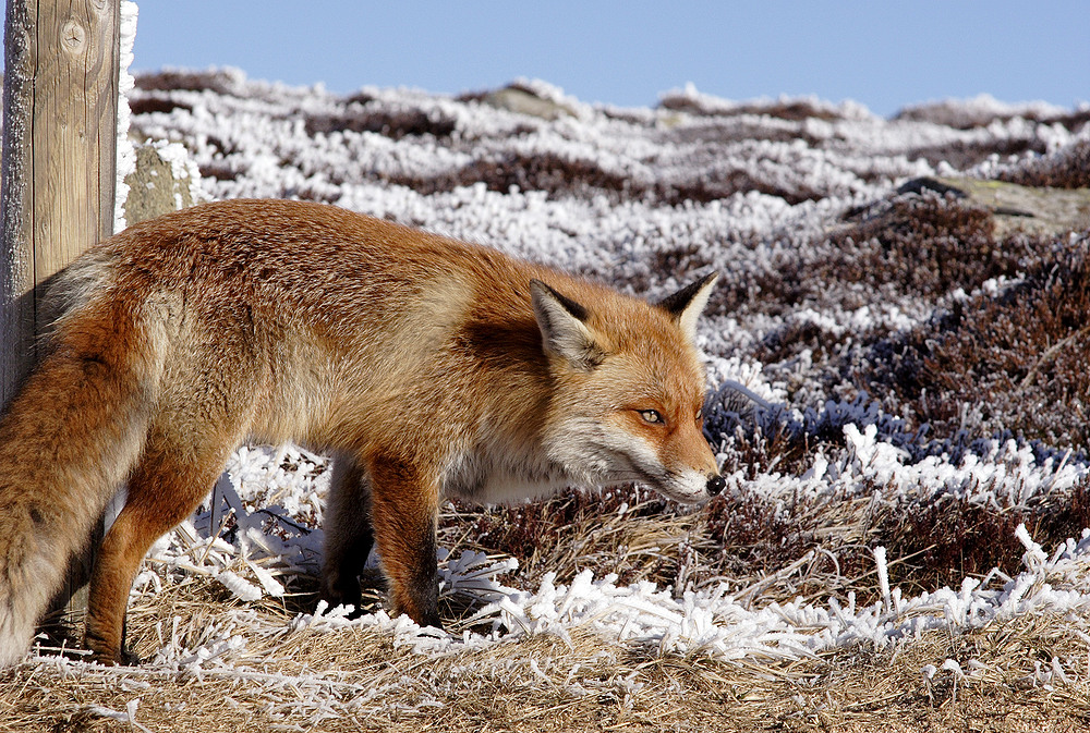 Der *Brocken-Fuchs*