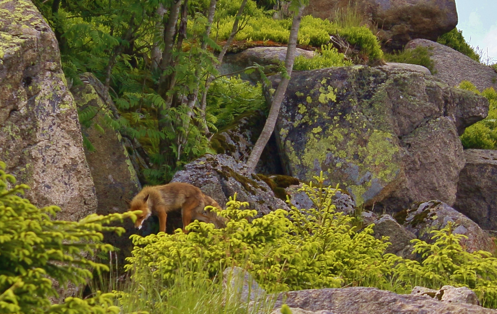 Der Brockenfuchs