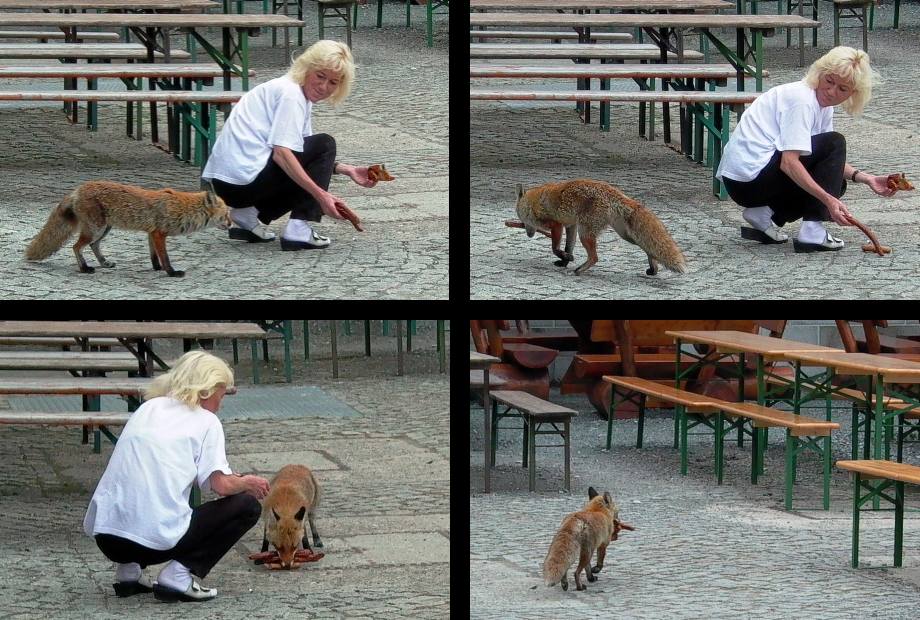 Der Brockenfuchs beim Essenfassen