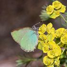 Der Brombeer- oder Grüne Zipfelfalkter (Callophrys rubi), ...