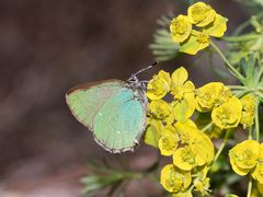 Der Brombeer- oder Grüne Zipfelfalkter (Callophrys rubi), ...