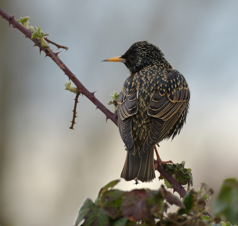 Der Brombeer – Star