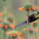 Der Bronzy Sunbird.... 