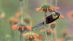 Der Bronzy Sunbird.... 