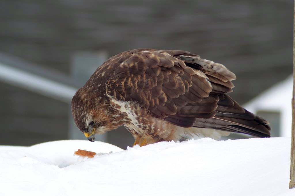 Der Brotbussard