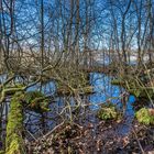 Der Bruchwald am Müggelsee