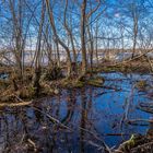 Der Bruchwald am Müggelsee (zu sehen im Hintergrund)