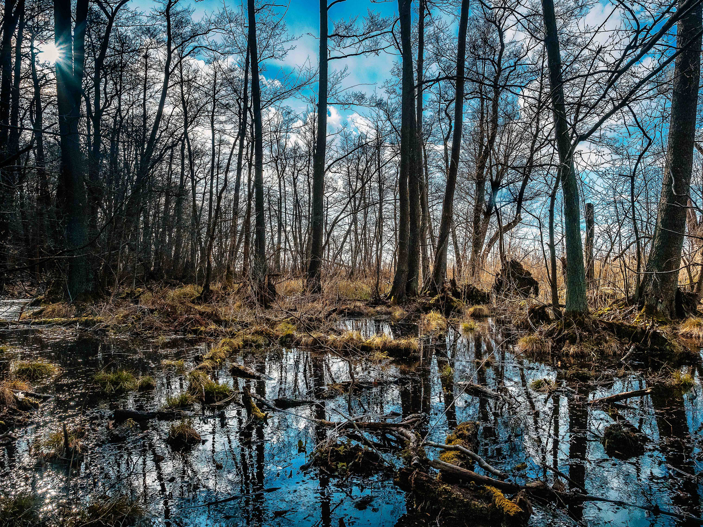 Der Bruchwald am Rande des Müggelsees