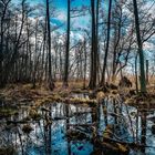 Der Bruchwald am Rande des Müggelsees