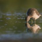 Der Bruchwasserläufer ...