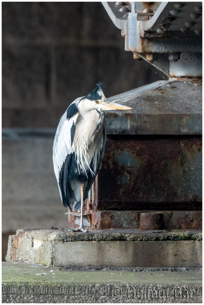 Der Brückenwächter