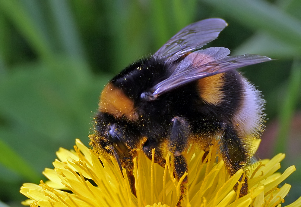 Der BRUMMER Foto & Bild ganz nah, natur Bilder auf