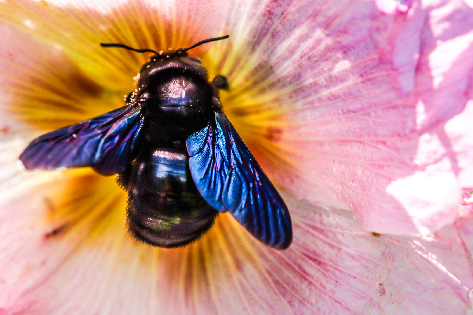 Der Brummer Foto & Bild nah & makro, tiere, wildlife Bilder auf